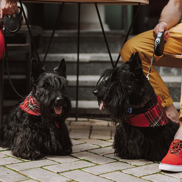 Couple with Dogs at a Lunch