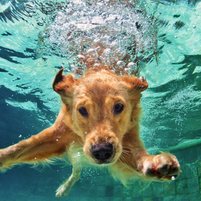 A dog under water.