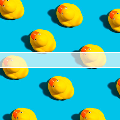 Rubber ducks with a search bar