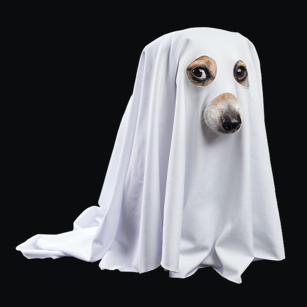 Ghost on black background. Halloween carnaval party Ghost on black background. Halloween carnaval party
